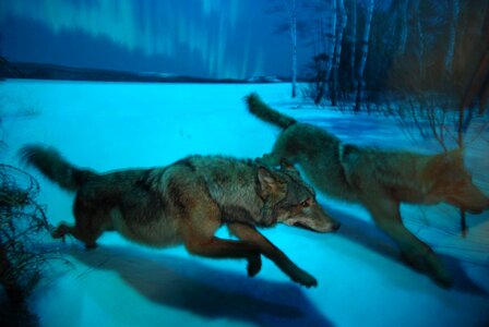 Howl howling predator