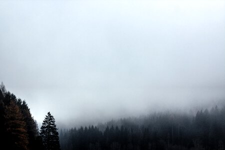 1 Black fog forest photo