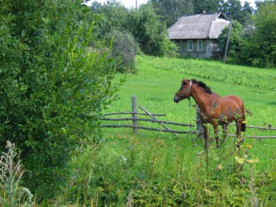 Summer horse landscape