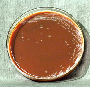 Bacteria close close-up