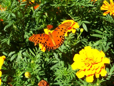 Flower insect orange