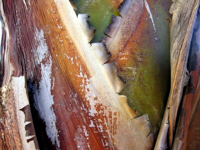 Detail landscape leaf