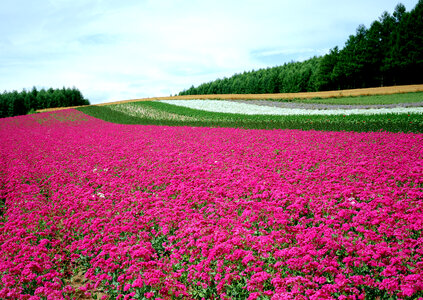 Pink flower in garden photo