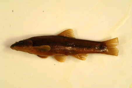 Rhinichthys cataractae-1