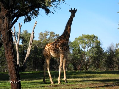 Wildlife tall captive