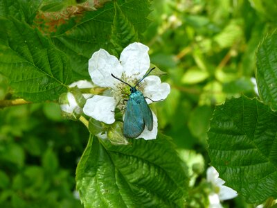 Sorrel green burnet adscita statices burnet photo