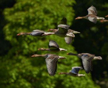 Wing goose animals photo