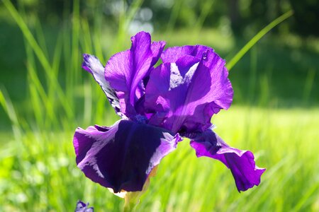 Dark purple flower violet photo