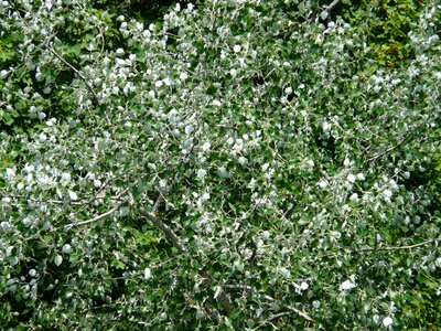 Wind murmur tree