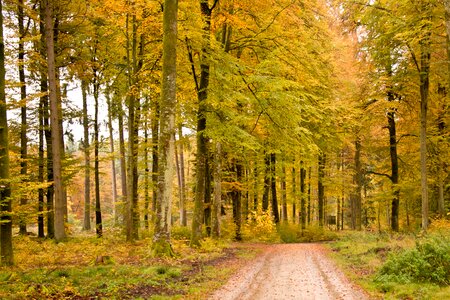 Golden mood walk photo