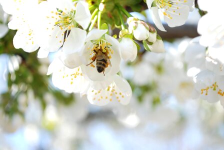 Animal arthropod beautiful flowers photo