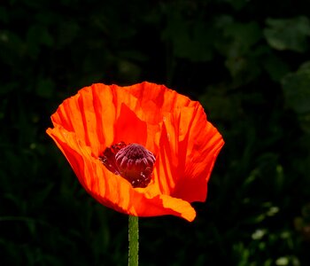 Flower spring orange