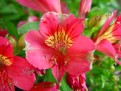 Hemerocallis Lilioasphodelus lily red photo