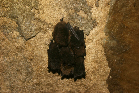 Little brown Bat clusters-3 photo