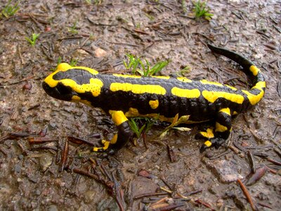 Amphibian spotted yellow photo