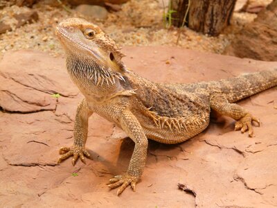 Agame reptile lizard photo