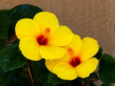 Bloom plant yellow