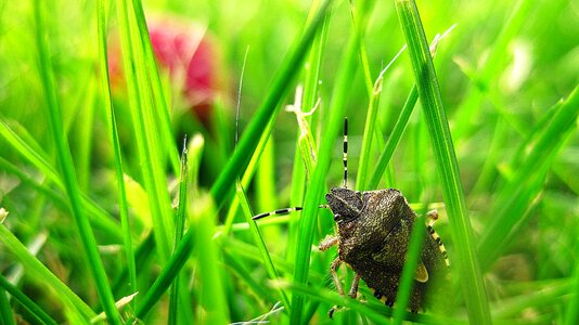 Insect animal garden photo