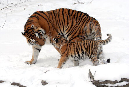 Siberian Tiger with Cub - Panthera tigris altaica photo