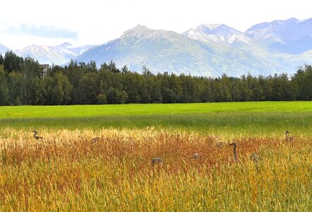 Alaska fields landscape