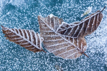 Beech rip leaf ribs