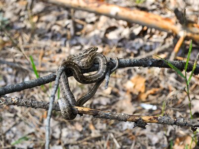 Reptile wildlife danger photo