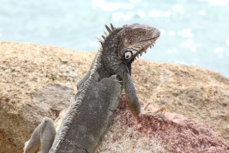 Abc islands island caribbean photo