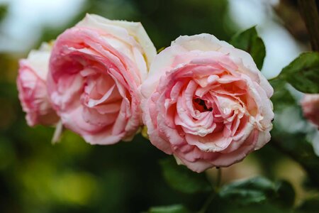 Flower Bud flower garden roses photo