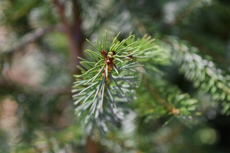 Conifer green leaves branch photo