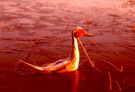 Anas Acuta duck lake photo