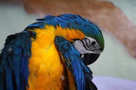Blue And Yellow Macaw Parrot photo