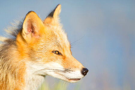 Red fox close-up-5 photo