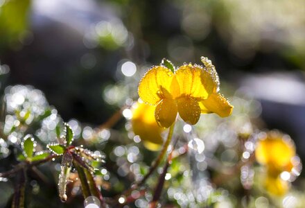 Beautiful Flowers blooming blossom photo