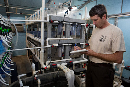 Capative propagation of the purple bankclimber mussel-2