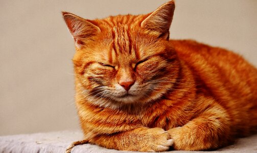 Animal beautiful photo cat
