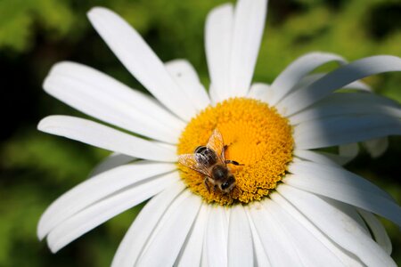 Animal arthropod beautiful flowers
