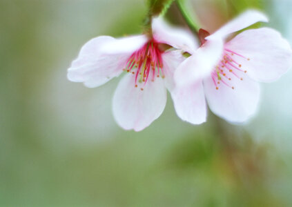 Pink cherry blossom sakura on close-up photo