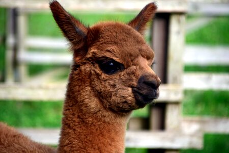 Alpaca animal cute