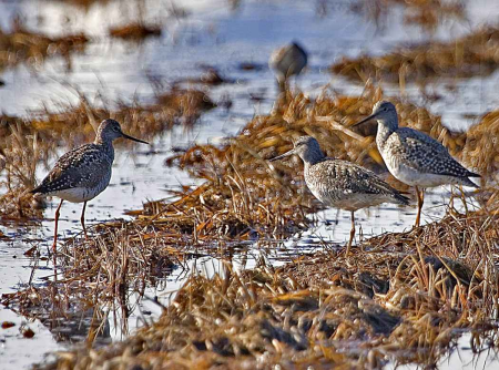 Bird Tringa flavipes Tringa melanoleuca