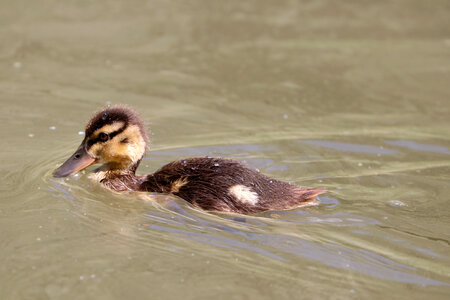 Duckling swimming through the water photo