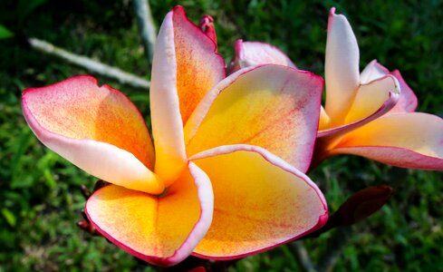 Flower violet orange