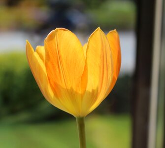 Tulip orange spring