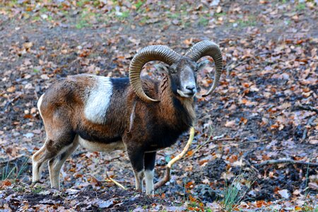 Animal forest zoo photo