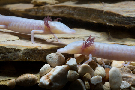 Texas Blind Salamander-8