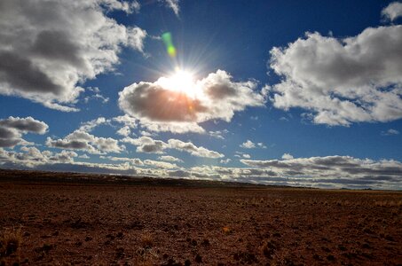 Wildlife desert dry