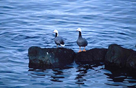Bird emperor geese