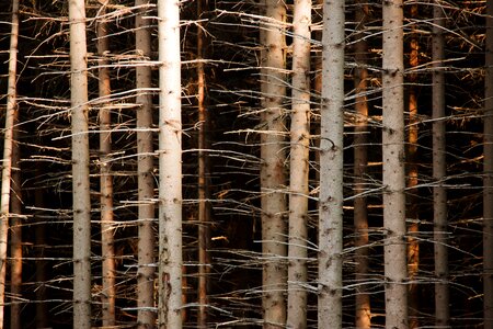 Branch brown forest