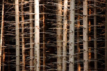 Branch brown forest photo