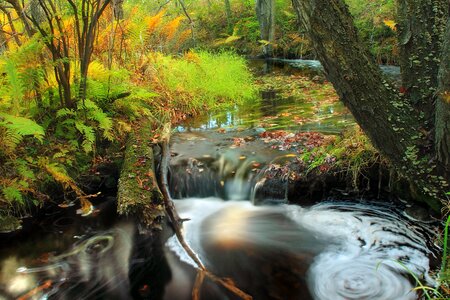 Autumn creek ecology