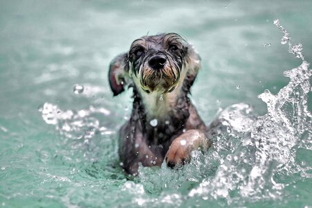 Water splash dog paddle photo